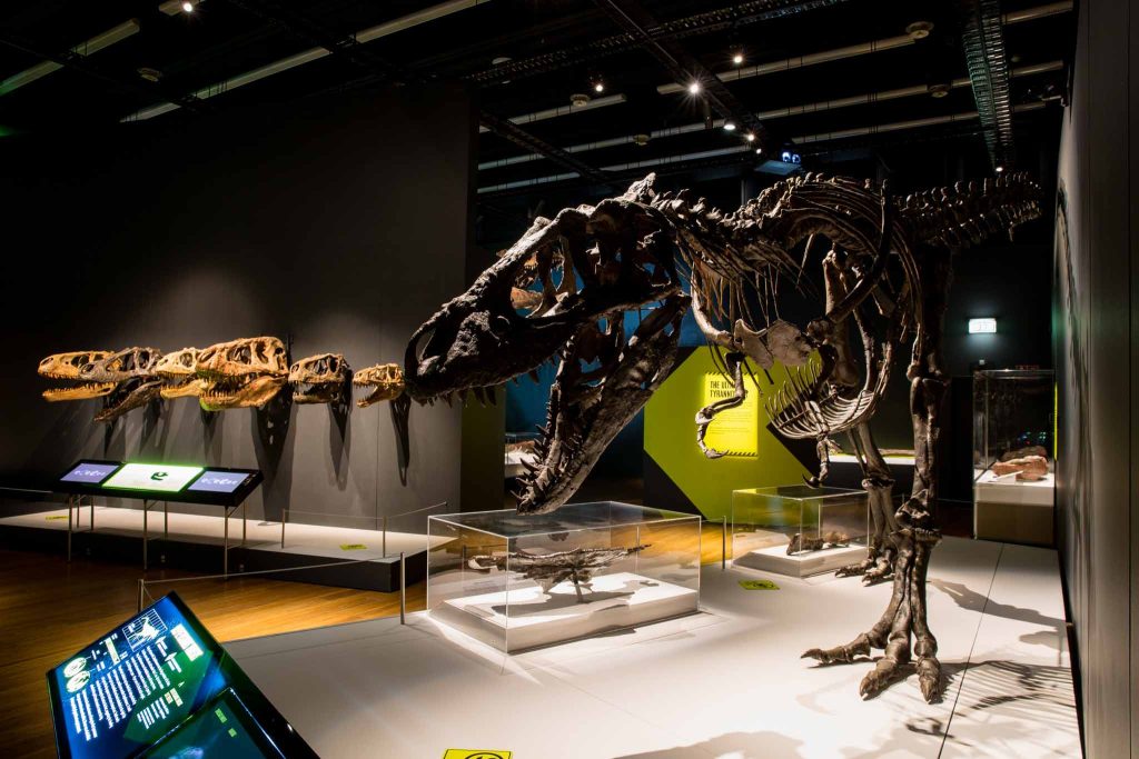 Tyrannosaur skeleton on a platform. Can see smaller skulls in the background.