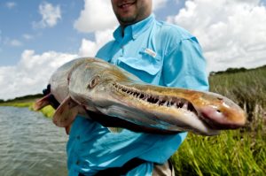 close up view of alligator gar snout