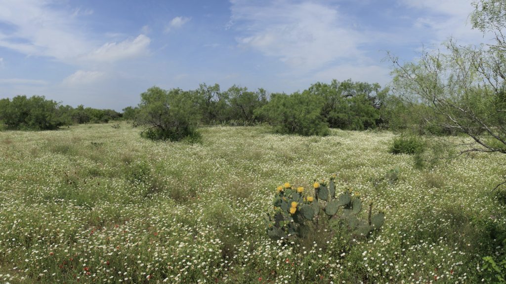 landscape of grass and trees