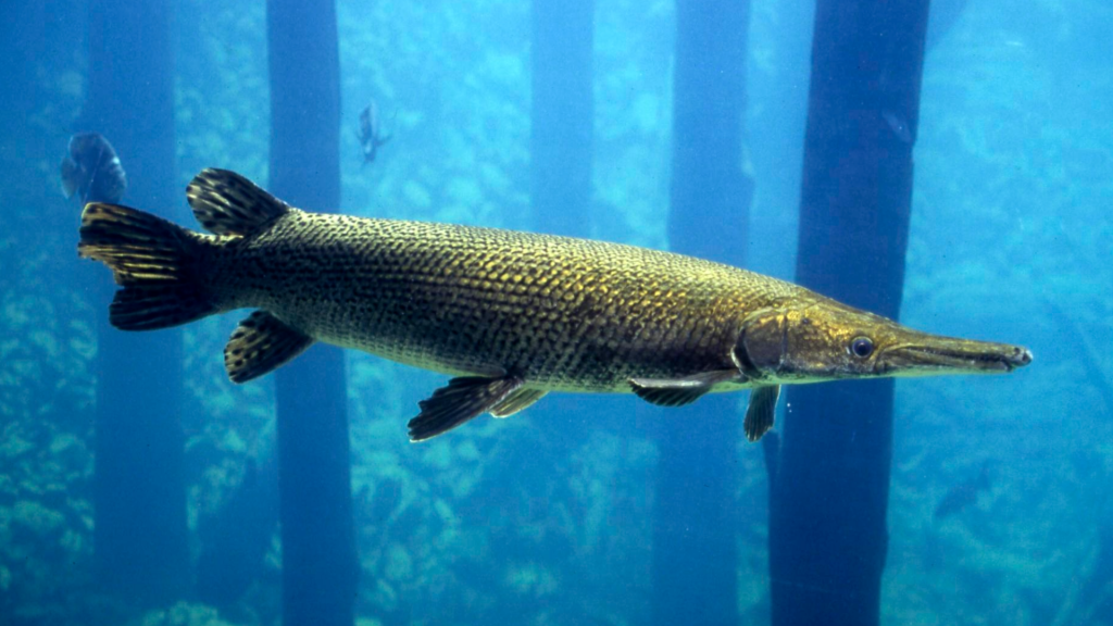 alligator gar swims underwater