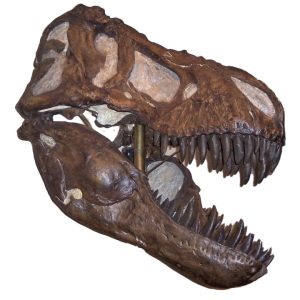 T. rex fossil