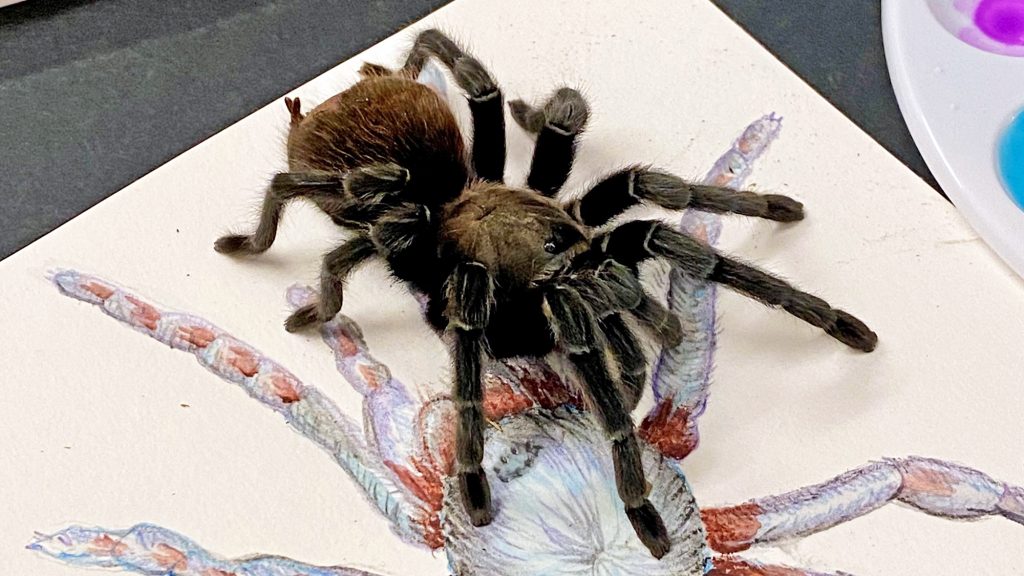 Tarantula standing on an illustration of a spdier